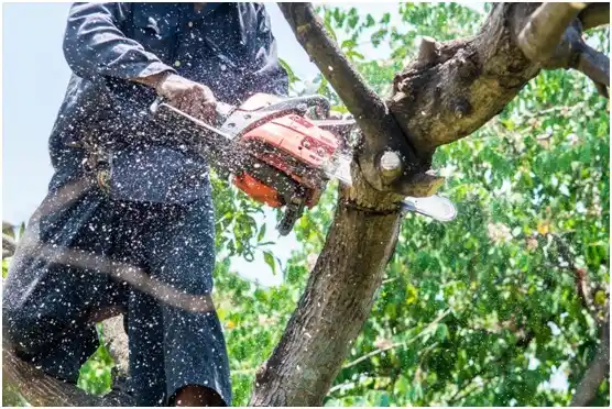 tree services San Antonio